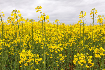 Obraz premium Plantas de Colza con flores. Brassica napus.