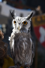 falconeria aquila falco