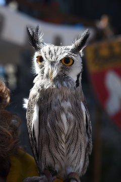 falconeria aquila falco