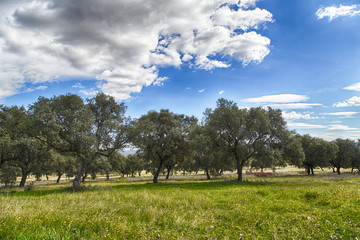 Field of oaks in Toledo countyside, Spain