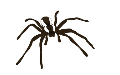 spider