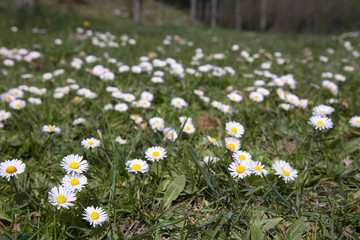 Green field with blossom white daisies