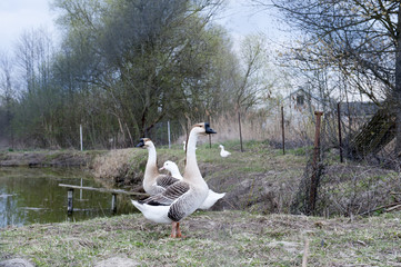 gęsi © patryk77