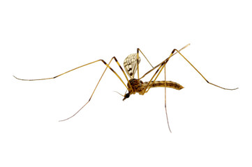 Mosquito