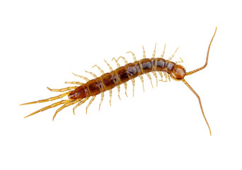centipede