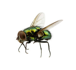 Fototapeta na wymiar green fly