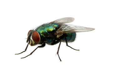 green fly