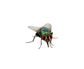 green fly