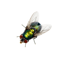 green fly