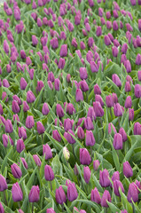Champ de tulipes violettes aux Pays-Bas
