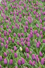 Fotobehang Tulp paars tulpenveld Nederland