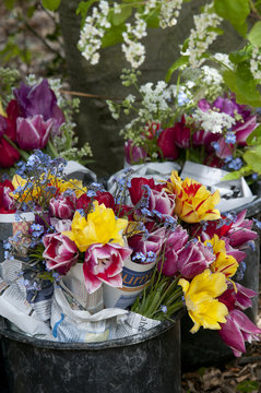 tulips fresh cut from field in bucket reped in news paper
