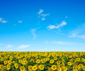 sunflowers field