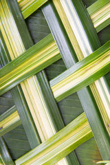 Obraz na płótnie Canvas green palm tree leaf grid texture