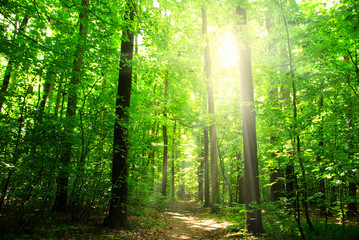 Fototapeta premium sunlight forest