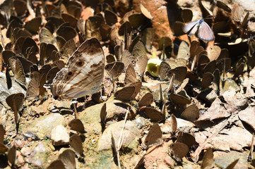 Butterfly on the ground, Nature in thailand