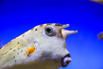 Komischer Fisch, Nah