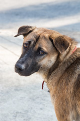 portrait of the thai dog with eye injury