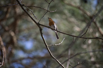 Rotkehlchen beim Singen