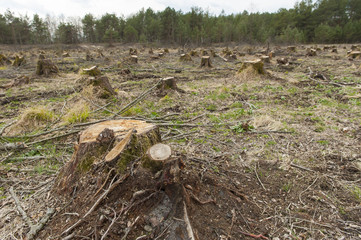Cut down alder trees
