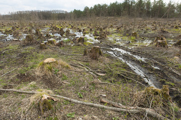 Cut down alder trees