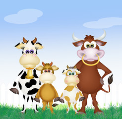Obraz premium family of cows