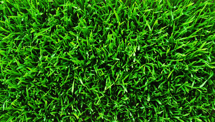 grass