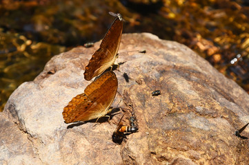 Orange Large yeoman butterfly on floor, Nature in thailand
