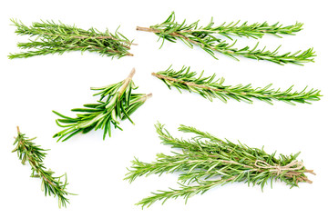 Collection of rosemary isolated on white background