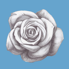 Hand drawn rose. Vector
