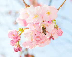 Bee pollinating springtime blooming orchard fruit garden