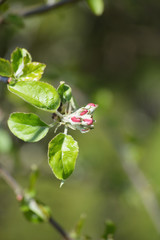 Knospe der Blüte von Jonagold Apfelbaum Malus domestica