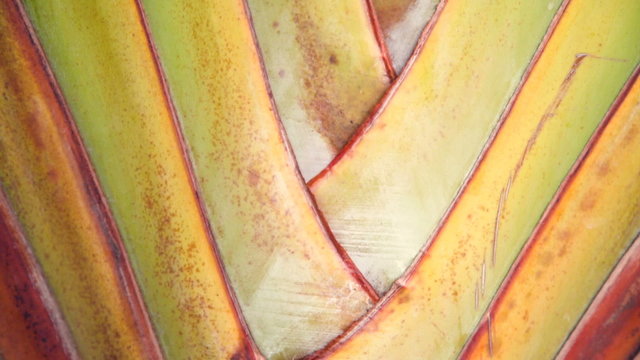 Travelers Palm tree close up