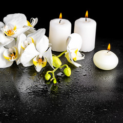 beautiful spa concept of blooming white orchid flower, phalaenop