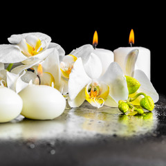 Fototapeta na wymiar beautiful spa composition of blooming white orchid flower, phala