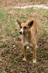 Stray dog pooch who lives in the Chernobyl exclusion zone