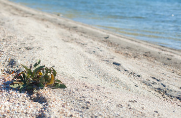 seaside of the Azov sea