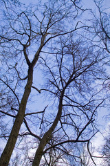 Spring trees