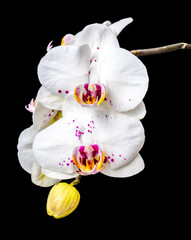 Blooming white orchid phalaenopsis with lilac spots is isolated