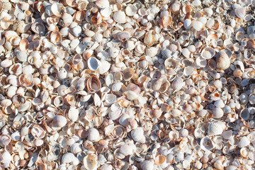 seaside of the Azov sea