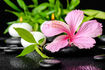 beautiful spa still life of pink hibiscus flower, twig bamboo an