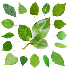 Green leaves collage