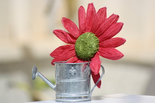 regando las plantas