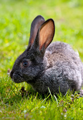 little rabbit