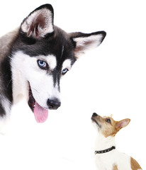 Dogs isolated on white