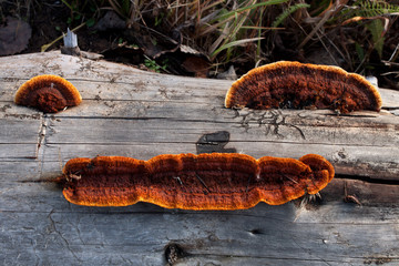 mushrooms growing on a tree