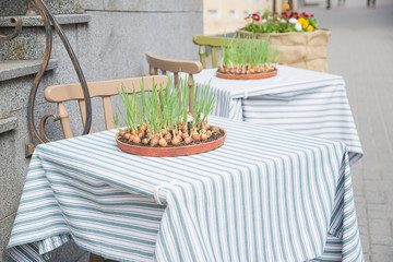 Onion growing from a container located on a restaurant table.