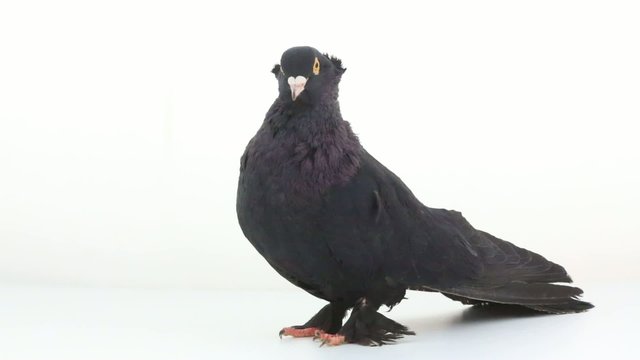 black pigeon on a white background