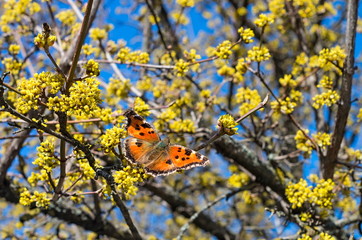 Butterfly on a flowering dogwood tree