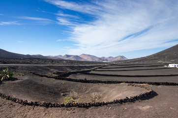 Vineyards in La Geria